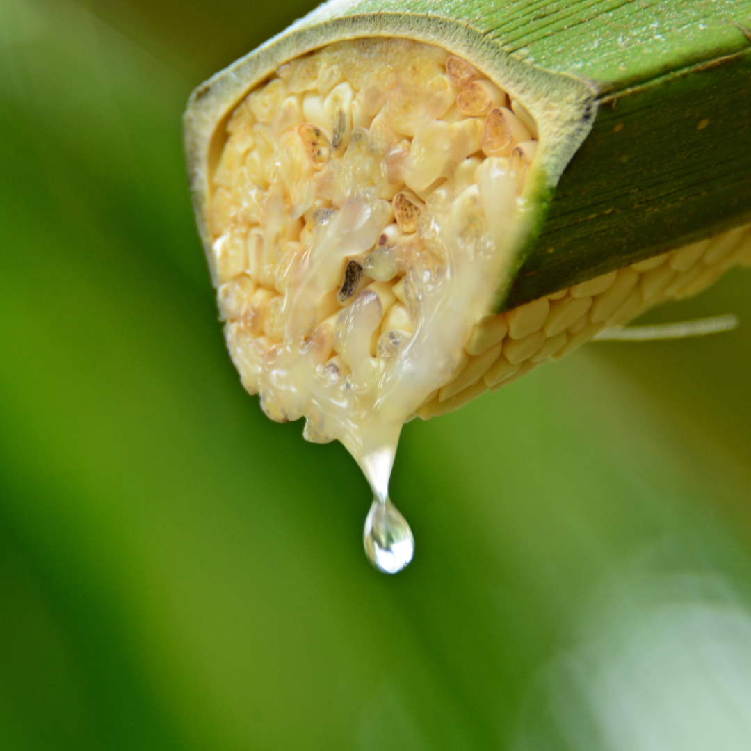 น้ำช่อดอกมะพร้าว coconut-nectar